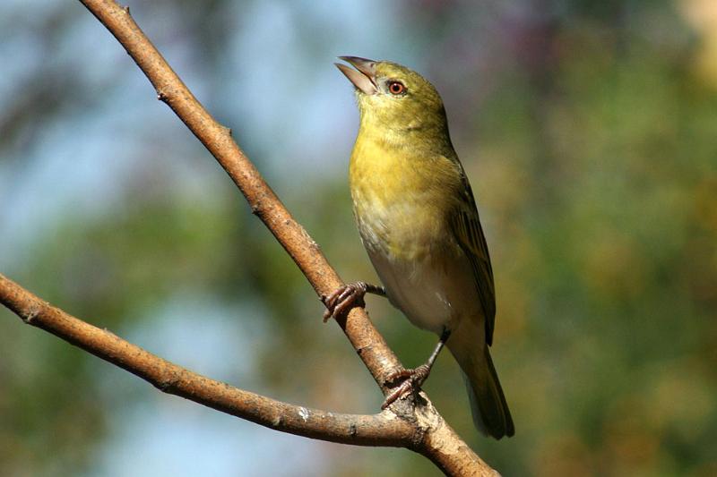 frieda 157.JPG - Waar is my maats?..